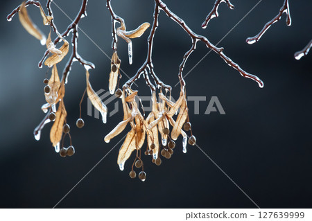 Icicles on icy tree branches. temperature swing season and winter weather in autumn Icicles on icy tree branches. temperature swing season and winter weather in autumn 127639999