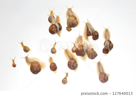 snails crawl in a group on a white background. Animal world in nature. snails crawl in a group on a white background. Animal world in nature. 127640013