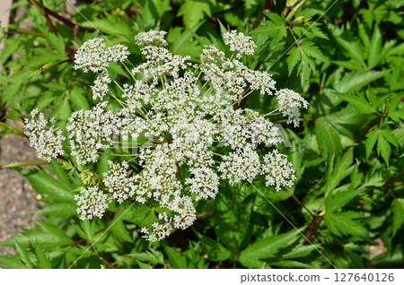 White flowers of the perennial plant of the Angelica acutiloba (Apiaceae) 127640126