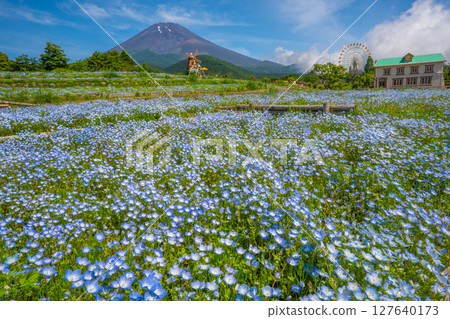 富士Nemophila 127640173