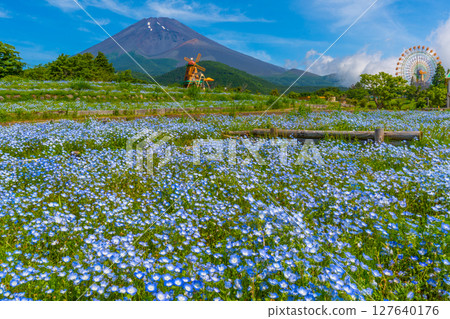 Fuji Nemophila 127640176