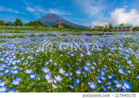 富士Nemophila 127640178
