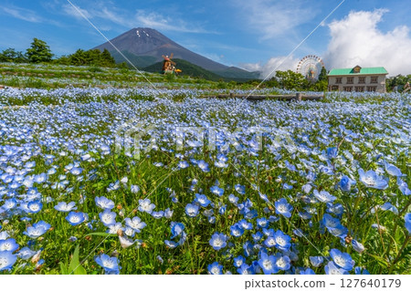 富士Nemophila 127640179