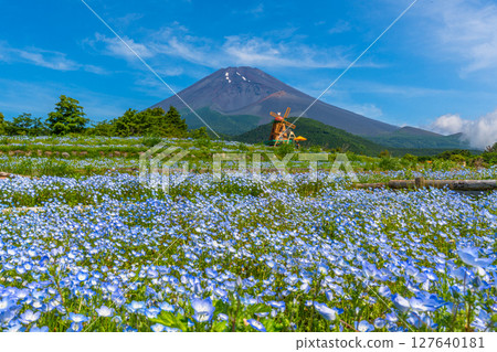 Fuji Nemophila Fuji Nemophila 127640181