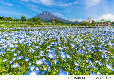 Fuji Nemophila Fuji Nemophila 127640197