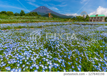 Fuji Nemophila Fuji Nemophila 127640198
