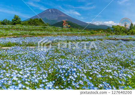 Fuji Nemophila Fuji Nemophila 127640200