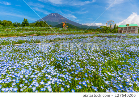 富士Nemophila 127640206