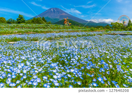富士Nemophila 127640208
