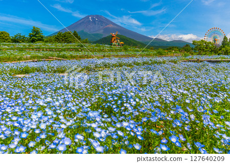 富士Nemophila 富士Nemophila 127640209