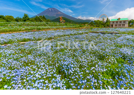Fuji Nemophila 127640221