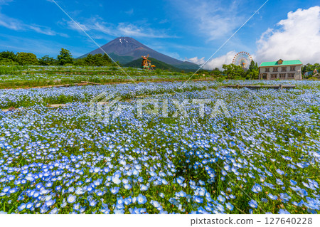 Fuji Nemophila 127640228