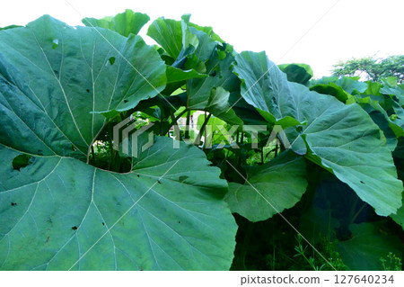 秋田白屈菜的大葉子 秋田白屈菜的大葉子 127640234