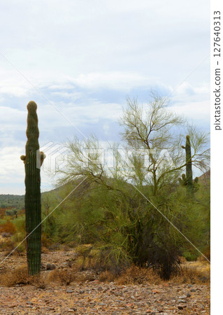 Winter San Tan Mountains Sonoran Desert Arizona Winter San Tan Mountains Sonoran Desert Arizona 127640313