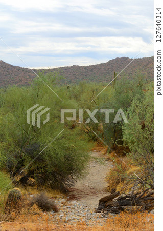Arizona Desert Arroyo Arizona Desert Arroyo 127640314