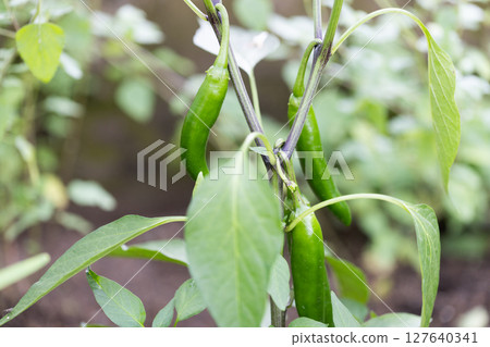 Jalapenos nearing harvest in a home garden 127640341