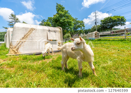 Farm: Cute baby goat Farm: Cute baby goat 127640399