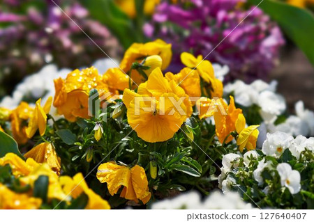 神奈川縣築井湖城山公園的三色堇 神奈川縣築井湖城山公園的三色堇 127640407