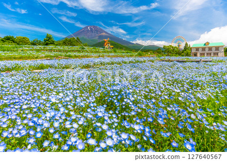 Mt. Fuji Nemophila Mt. Fuji 2nd Station "Grinpa" Mt. Fuji Nemophila Mt. Fuji 2nd Station "Grinpa" 127640567