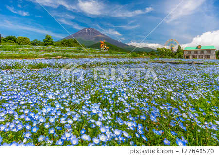 Mt. Fuji Nemophila Mt. Fuji 2nd Station "Grinpa" 127640570