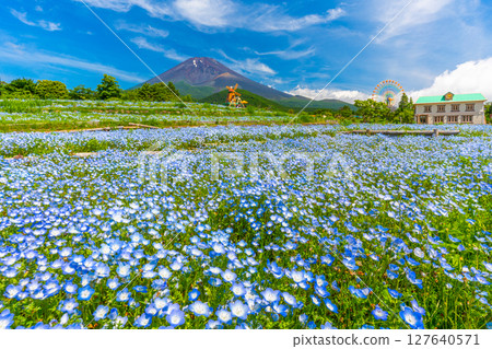 富士山粉蝶花 富士山第二合目“Grinpa” 127640571