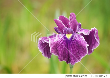 初夏，公園裡盛開著可愛的紫色鳶尾花 127640574