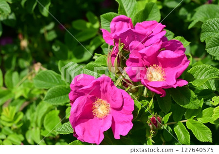 Hanamus (Rosaceae) deciduous shrub Hanamus (Rosaceae) deciduous shrub 127640575