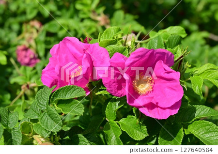 Hanamus (Rosaceae) deciduous shrub 127640584