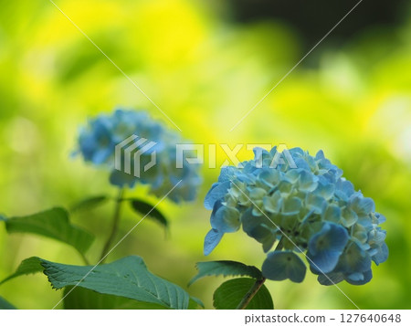 藍色繡球花 127640648