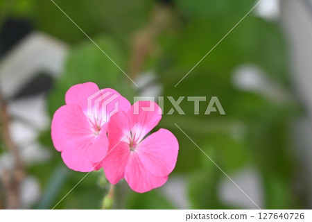 Gorgeous and beautiful pink petals of geranium Gorgeous and beautiful pink petals of geranium 127640726