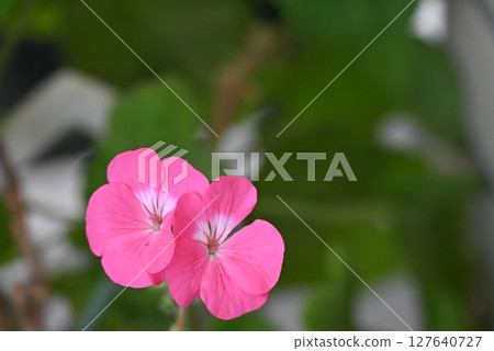 Gorgeous and beautiful pink petals of geranium 127640727