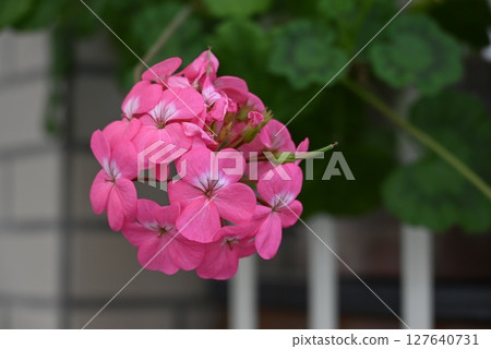Gorgeous and beautiful pink petals of geranium Gorgeous and beautiful pink petals of geranium 127640731