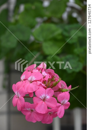 Gorgeous and beautiful pink petals of geranium Gorgeous and beautiful pink petals of geranium 127640734