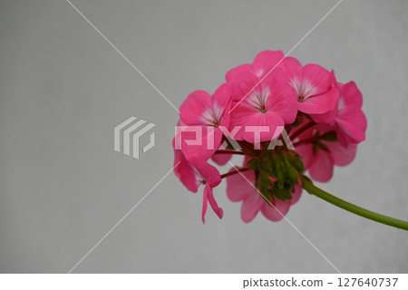華麗美麗的天竺葵粉紅花瓣 華麗美麗的天竺葵粉紅花瓣 127640737