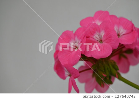 Gorgeous and beautiful pink petals of geranium 127640742