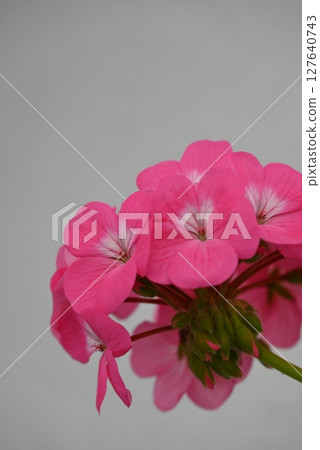 華麗美麗的天竺葵粉紅花瓣 127640743
