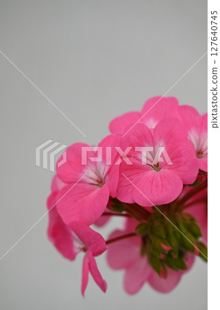 Gorgeous and beautiful pink petals of geranium 127640745