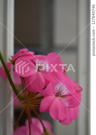 華麗美麗的天竺葵粉紅花瓣 華麗美麗的天竺葵粉紅花瓣 127640746