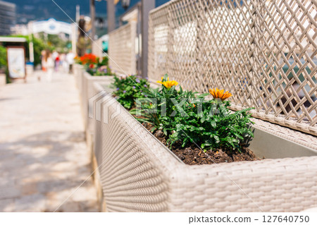 Wicker flower planters along sunny promenade. Urban landscaping, seasonal bloom, and decorative elements in pedestrian area. Wicker flower planters along sunny promenade. Urban landscaping, seasonal bloom, and decorative elements in pedestrian area. 127640750