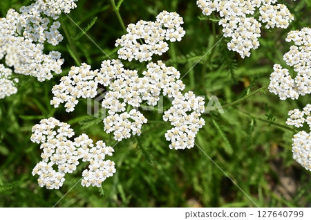 Achillea millefolium (Asteraceae) perennial white flower Achillea millefolium (Asteraceae) perennial white flower 127640799