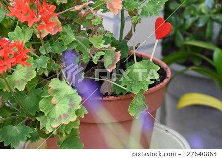 Red geranium flowers 127640863