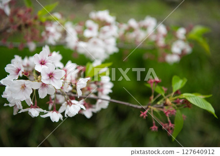 Quietly blooming Somei-Yoshino cherry blossoms and fresh greenery along the Kitazawa Greenway 127640912