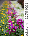 Spring primulas and yellow flowers decorating the sidewalk 127640914