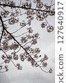 Somei-Yoshino cherry tree branches floating in a cloudy sky (Tokyo, Japan) 127640917