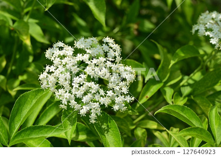 接骨木（接骨木科）落葉灌木 127640923