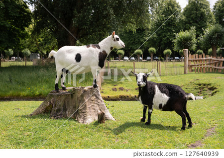Two piebald goats in scenic pasture with stump and trees Two piebald goats in scenic pasture with stump and trees 127640939