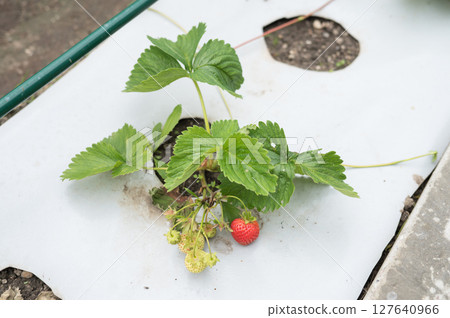 Strawberry plant with ripe and unripe fruit in garden setting Strawberry plant with ripe and unripe fruit in garden setting 127640966