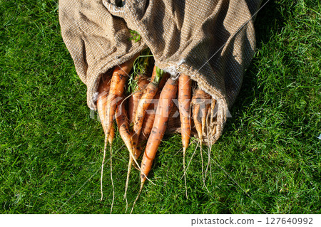 International Carrot Day Fresh Organic Carrots Spilling from Burlap Bag on Green Grass 127640992