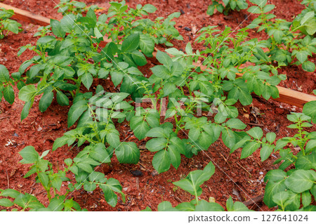 Lush potato plants grow in fertile soil, showcasing healthy foliage in garden setting. Lush potato plants grow in fertile soil, showcasing healthy foliage in garden setting. 127641024