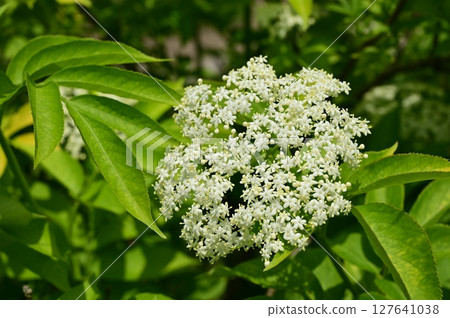 Elderberry (Sambugaceae) deciduous shrub Elderberry (Sambugaceae) deciduous shrub 127641038